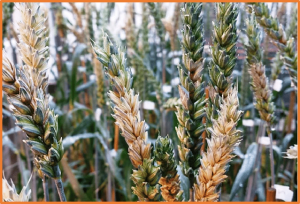 Genetic control of Fusarium head blight resistance in two Yangmai 158-derived recombinant inbred line populations