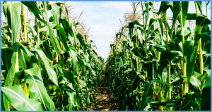 Association mapping of haploid male fertility in sweet corn