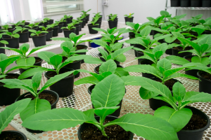 Transgenic Tobacco Becomes Pheromone Factory to Control Pests