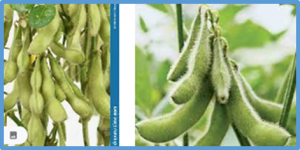 Genotype imputation for soybean nested association mapping population to improve precision of QTL detection