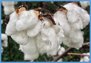 A GWAS identified a major QTL for resistance to Fusarium wilt (Fusarium oxysporum f. sp. vasinfectum) race 4 in a MAGIC population of Upland cotton and a meta-analysis of QTLs for Fusarium wilt resistance