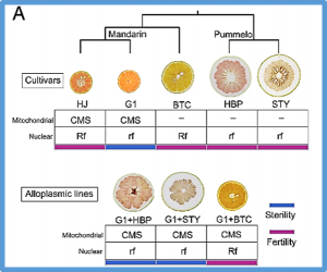 Pan-mitogenomics reveals the genetic basis of cytonuclear conflicts in citrus hybridization, domestication, and diversification