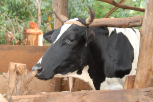 Second phase of ResComm agroecology project focuses on smallholder livelihoods in central Tanzania