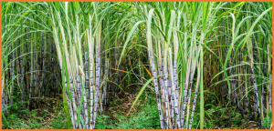 The complex polyploid genome architecture of sugarcane