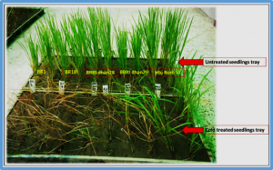 Unlocking ABA`s role in rice cold tolerance: insights from Zhonghua 11 and Kasalath