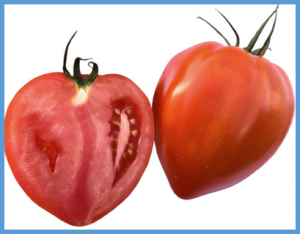 ENO regulates tomato fruit size through the floral meristem development network
