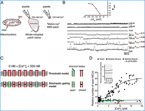 How the mitochondrial calcium uniporter complex (MCUcx) works