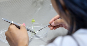 Striding towards streamlined crop improvement programs