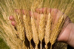 A durum wheat adult plant stripe rust resistance QTL and its relationship with the bread wheat Yr80 locus