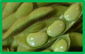 Identification of three closely linked loci conferring broad-spectrum Phytophthora sojae resistance in soybean variety Tosan-231