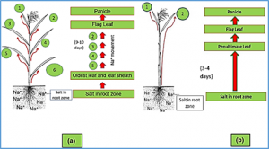 Salt tolerance in rice: seedling and reproductive stage QTL mapping come of age