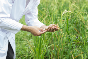 Experts Analyze Trends in Rice Research