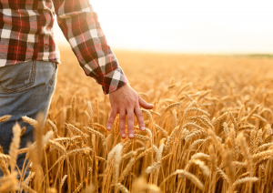 UK`s Precision Breeding Bill Now an Act of Parliament