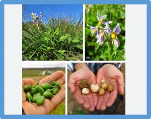 Characterisation and mapping of a Globodera pallida resistance derived from the wild potato species Solanum spegazzinii