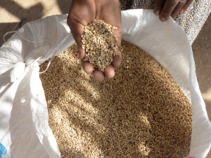 How Training Farmers to Produce Improved Seeds helps Mitigating Food Insecurity in the Conflict-Ridden Sudan