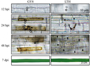 iTRAQ proteomics reveals the regulatory response to Magnaporthe oryzae in durable resistant vs. susceptible rice genotypes.