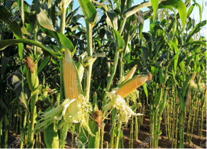 China Announces Plan to Issue Biosafety Certificates for GM Soybean and Corn