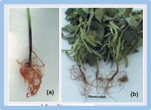 Genetic dissection of drought resistance based on root traits at the bud stage in common bean (Phaseolus vulgaris)