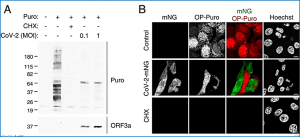 Translational shutdown and evasion of the innate immune response by SARS-CoV-2 NSP14 protein