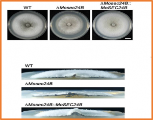 The COPII subunit MoSec24B is involved in development, pathogenicity and autophagy in the rice blast fungus