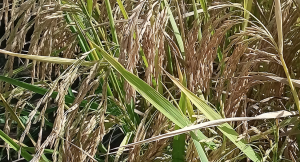 Salinity-tolerant rice variety set to boost rice yield in stress-prone areas in Kenya