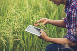 New report: CGIAR`s Transformative Crop Technologies Drive $1.3 Trillion Impact
