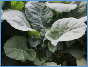 Comparative genome-wide analysis of circular RNAs in Brassica napus L.: target-site versus non-target-site resistance to herbicide stress