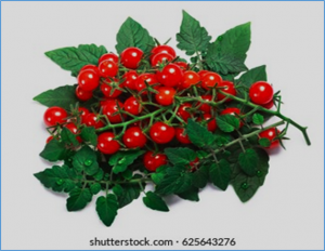 Deciphering salt stress responses in Solanum pimpinellifolium through high-throughput phenotyping