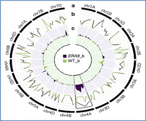 Exome sequencing of bulked segregants identified a novel TaMKK3-A allele linked to the wheat ERA8 ABA-hypersensitive germination phenotype