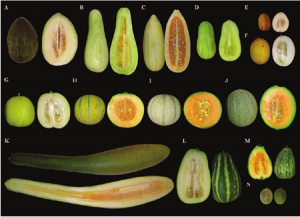 High-density NGS-based map construction and genetic dissection of fruit shape and rind netting in Cucumis melo