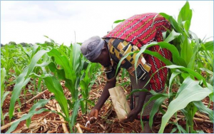 Farmers` responses to warming early in growing seasons can affect yields