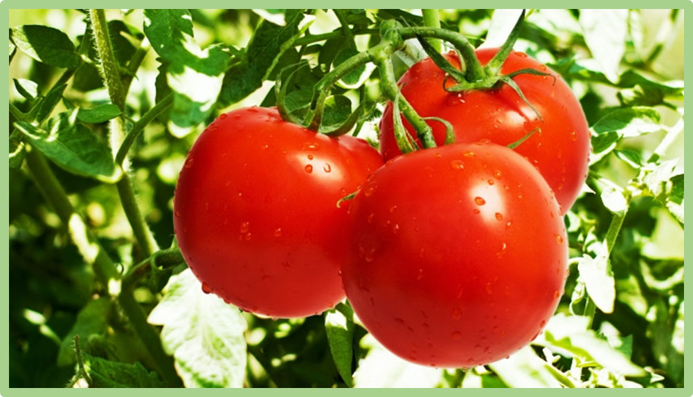 A receptor antagonist counterbalances multiple systemin phytocytokines in tomato