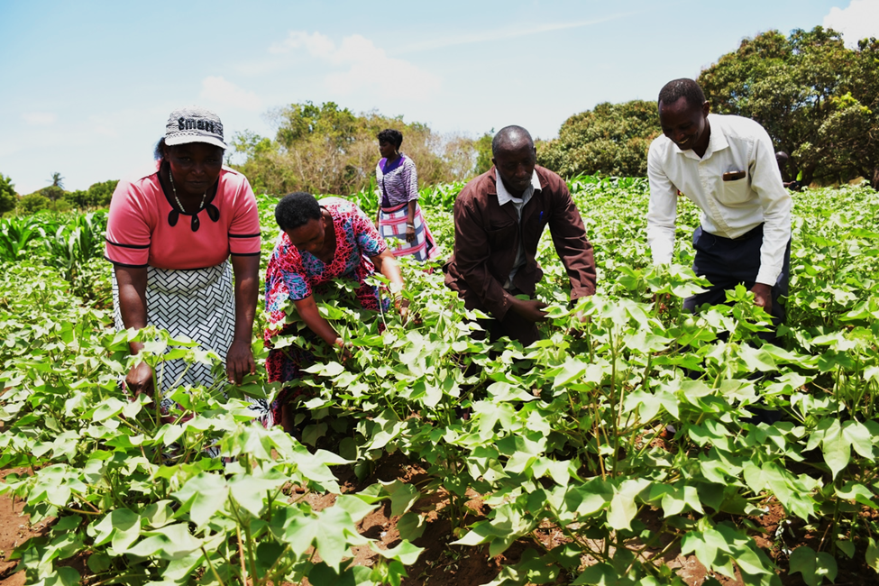 Africa-based Biotech and Biosafety Information Portal Launched