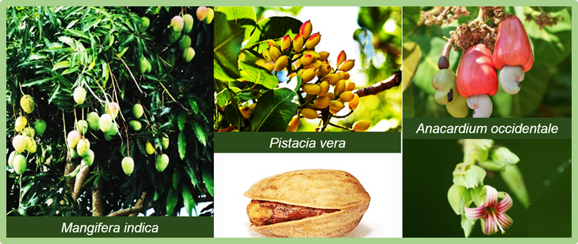 Analysis of gene expansion and defense-related genes in Anacardiaceae family from an evolutionary aspect