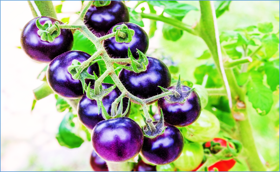 Australian OGTR Invites Comments for the Commercial Release of GM Purple Tomato