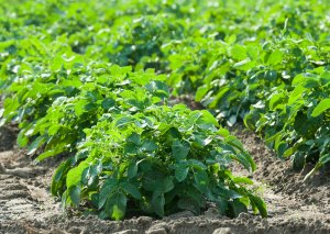 Low Sunlight Slows Down Rubisco, Limits Photosynthetic Productivity of Crops