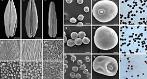 Identification and validation of genetic locus Rfk1 for wheat fertility restoration in the presence of Aegilops kotschyi cytoplasm
