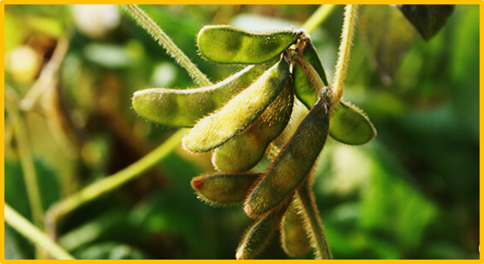 Balancing act: progress and prospects in breeding soybean varieties ...