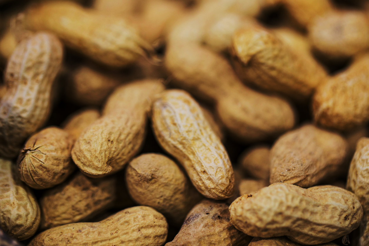 Brazilian Researchers Identify Wild Peanut Gene That Boosts Plant Immunity