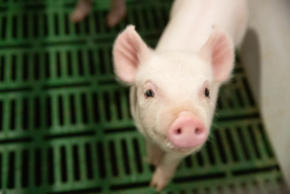 Canada Approves PRRSV-Resistant Pigs for Food and Feed Use