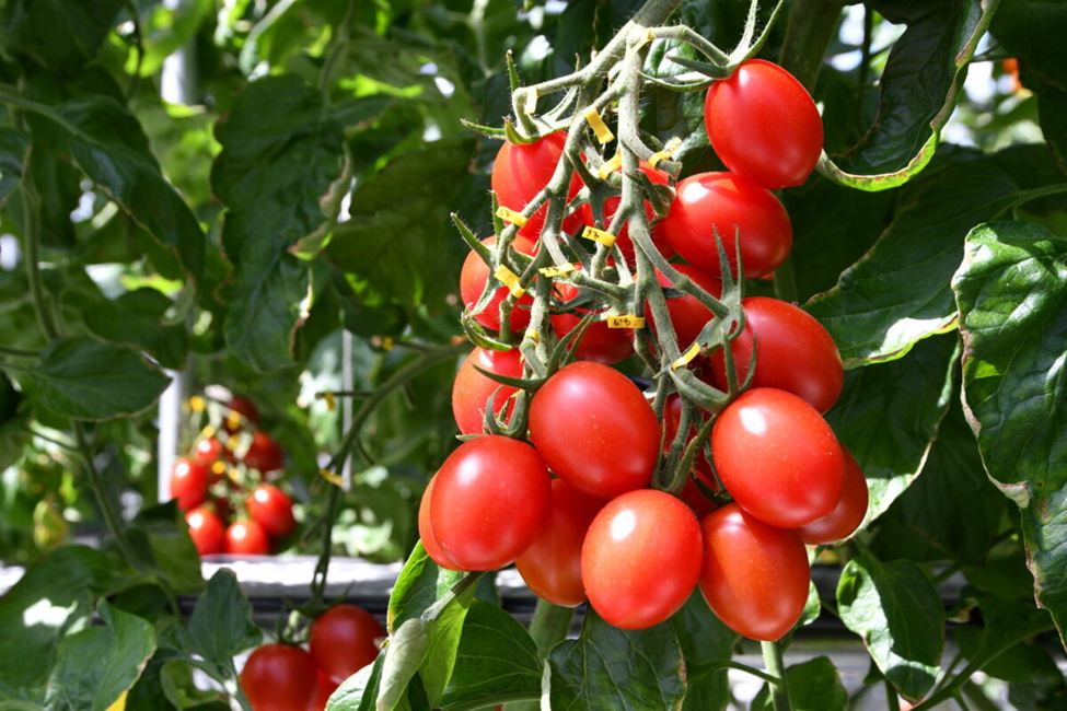 Canada Clears Gene-Edited High-GABA Tomato as Safe Non-Novel Food