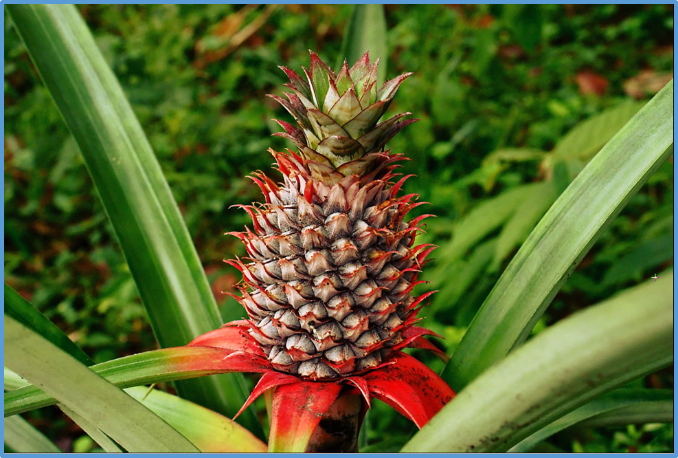 Characterization of CXE genes in pineapple and their aroma-related ...