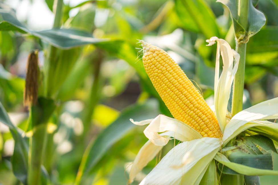 Chinese Researchers Identify Key Gene for High Protein Content in Maize