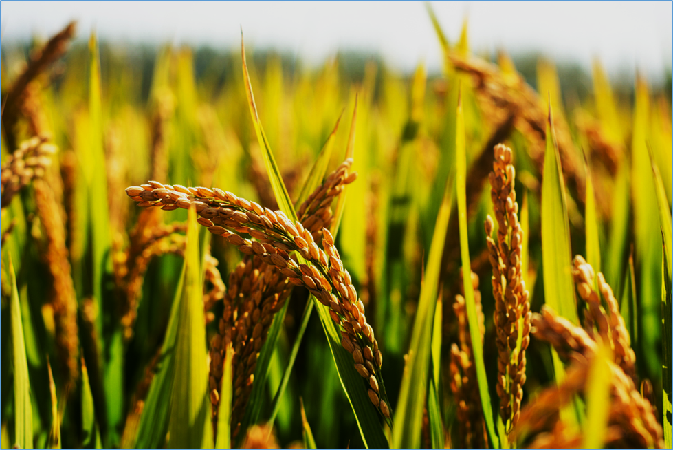 Chinese Scientists Develop All-in-One Platform for Crop Trait Stacking