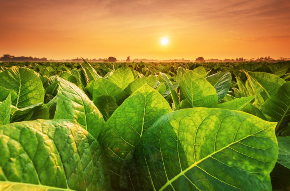 CRISPR Boosts Tobacco Growth Under Osmotic Stress