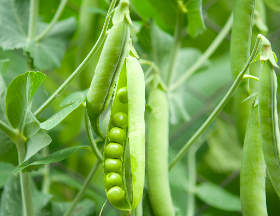 CRISPR Elucidates Key Gene in Forming Symbiotic Nodules in Pea