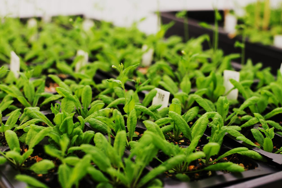 CRISPR Untangles Five-Gene Protein that Helps Plants Grow