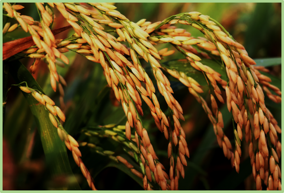 Sam Kwang Rice CRISPR/Cas9-mediated mutagenesis of SMXL4 alters plant height and yield ...