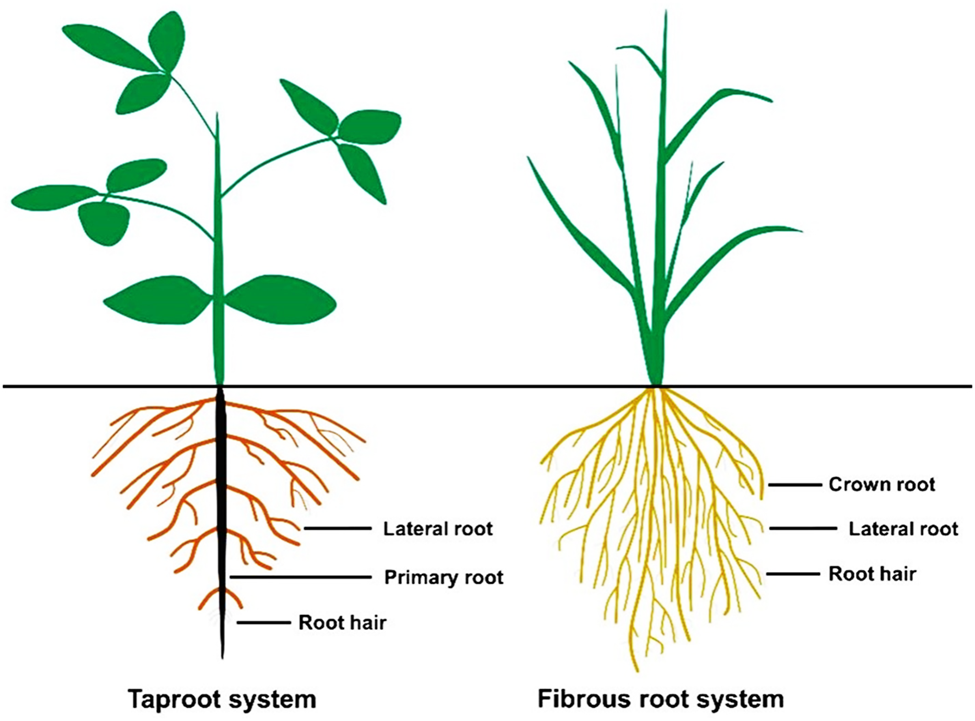 Crop root system architecture in drought response