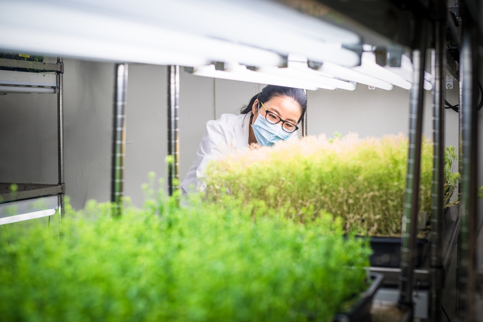 CSIRO Adopts Pairwise&rsquo;s CRISPR Platform to Boost Agricultural Innovation